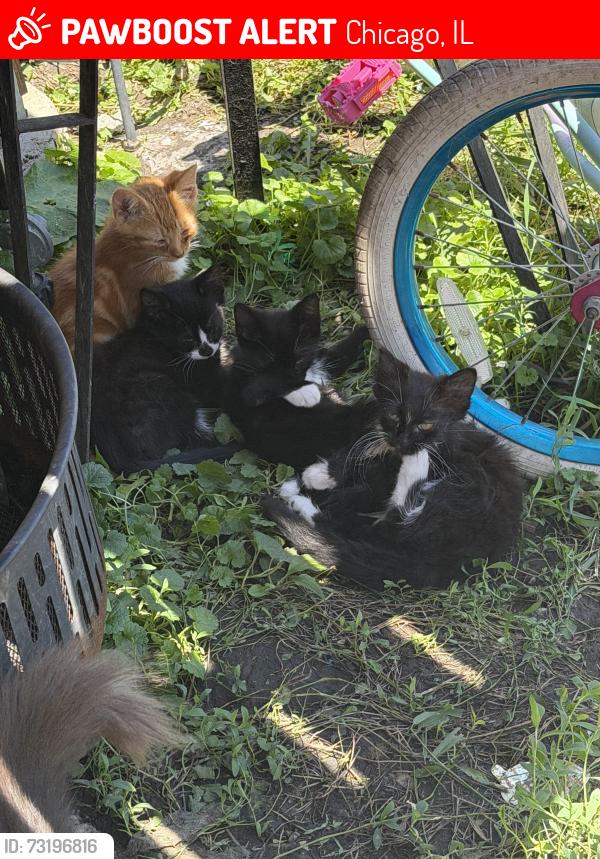 Lost Male Cat last seen Near S Lowe Ave Chicago il 60620, Chicago, IL 60620