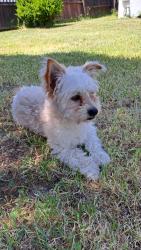 Reunited Male Dog last seen Wilson Way, Stockton, CA 95202