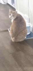 Lost Male Cat last seen Butler-Freeport Trail by the old glass company, Butler, PA 16001