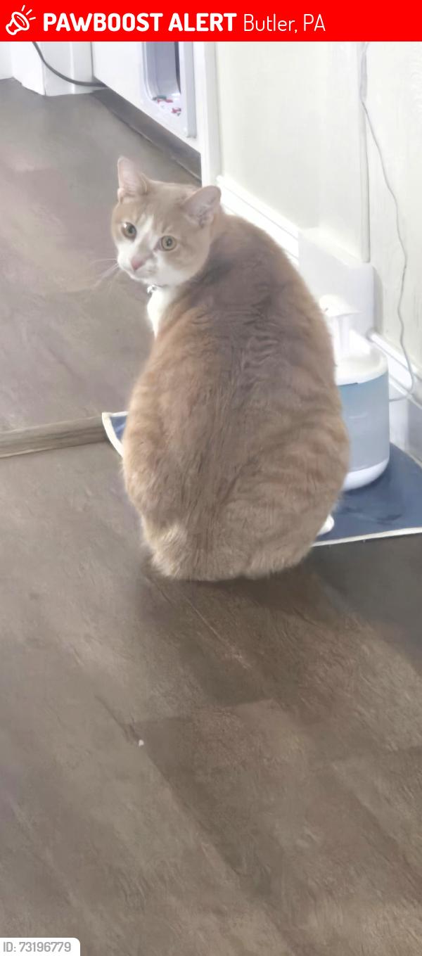 Lost Male Cat last seen Butler-Freeport Trail by the old glass company, Butler, PA 16001