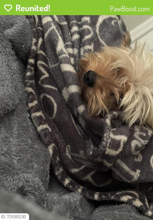 Reunited Male Dog last seen Rock Springs Rodge, Apopka, FL 32712