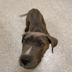 Shelter Stray Male Dog last seen , 2350 Appling City Cove, Memphis, TN 38133, USA