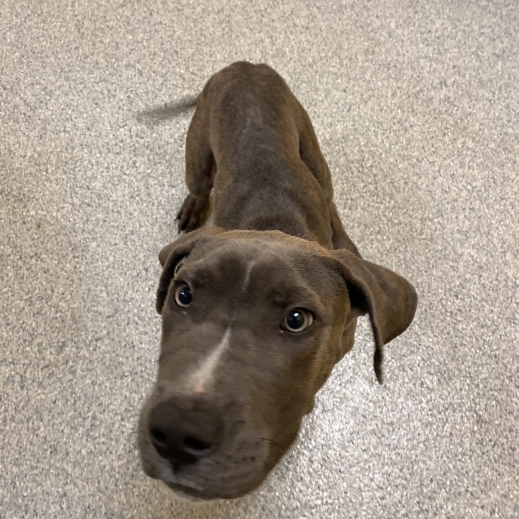 Shelter Stray Male Dog last seen , 2350 Appling City Cove, Memphis, TN 38133, USA