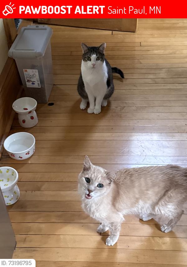 Lost Male Cat last seen Fuller and Grotto Aves, Saint Paul, MN 55104
