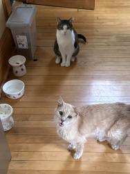 Lost Male Cat last seen Fuller and Grotto Aves, Saint Paul, MN 55104
