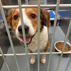 Shelter Stray Male Dog last seen , 2350 Appling City Cove, Memphis, TN 38133, USA