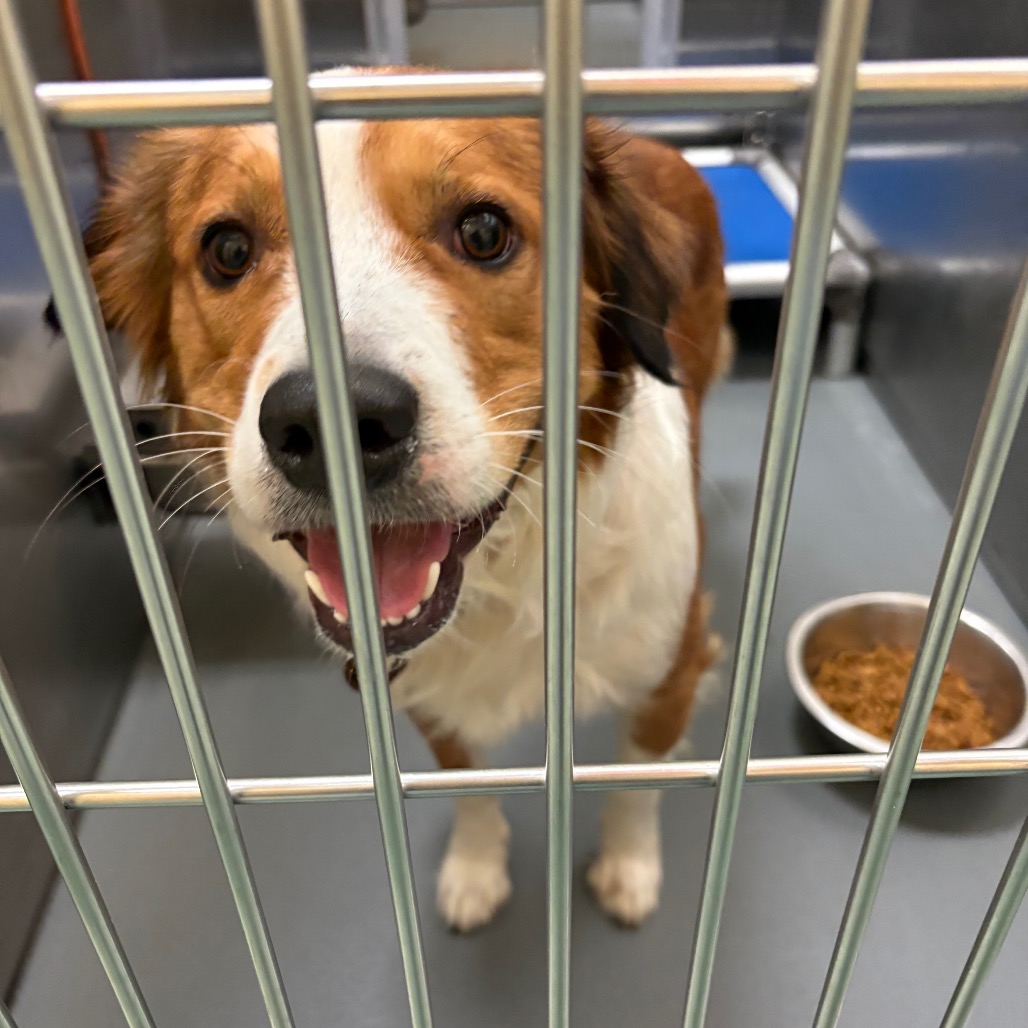 Shelter Stray Male Dog last seen , 2350 Appling City Cove, Memphis, TN 38133, USA
