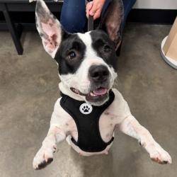 Shelter Stray Female Dog last seen , 3607 N Armenia Ave, Tampa, FL 33607, USA