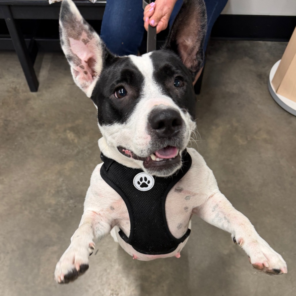 Shelter Stray Female Dog last seen , 3607 N Armenia Ave, Tampa, FL 33607, USA
