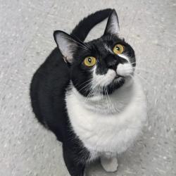 Shelter Stray Male Cat last seen , Animal Care & Control Team of Philly, 111 W Hunting Park Ave, Philadelphia, PA 19140, USA