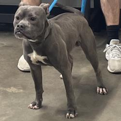 Shelter Stray Male Dog last seen , 3607 N Armenia Ave, Tampa, FL 33607, USA