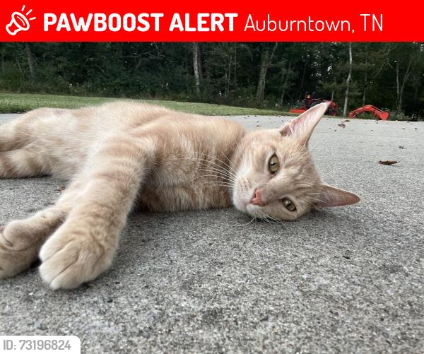 Lost Male Cat last seen West Main Street and Auburntown Road, Auburntown, TN 37016