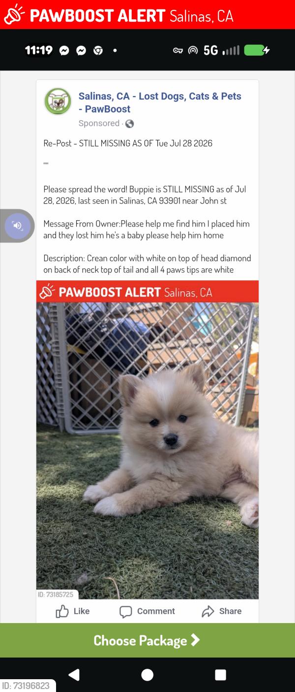 Lost Male Dog last seen John St, Salinas, CA 93901