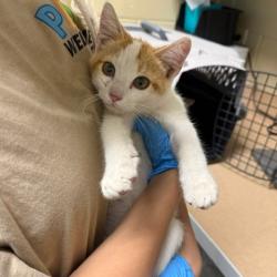 Shelter Stray Male Cat last seen , 800 Southwest Dr, Cheyenne, WY 82007, USA