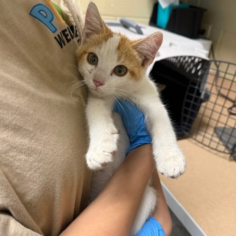 Shelter Stray Male Cat last seen , 800 Southwest Dr, Cheyenne, WY 82007, USA