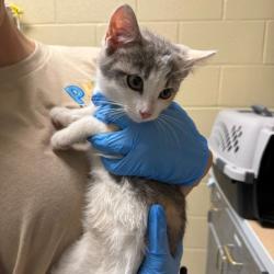 Shelter Stray Female Cat last seen , 800 Southwest Dr, Cheyenne, WY 82007, USA