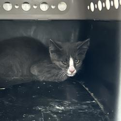 Shelter Stray Male Cat last seen , 980 Guilford College Rd, Greensboro, NC 27409, USA