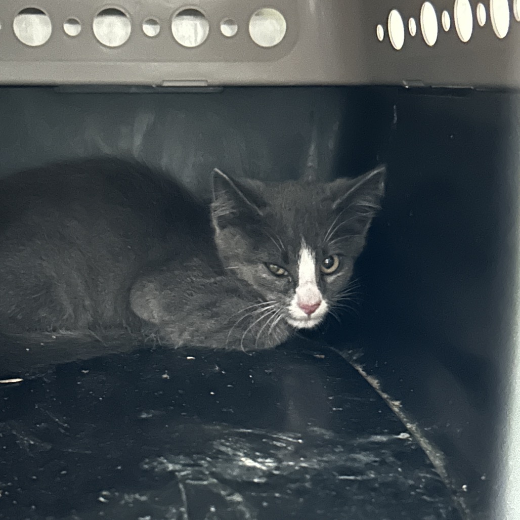 Shelter Stray Male Cat last seen , 980 Guilford College Rd, Greensboro, NC 27409, USA