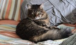 Lost Male Cat last seen Sw Maplewood and SW Ash, Portland, OR 97223