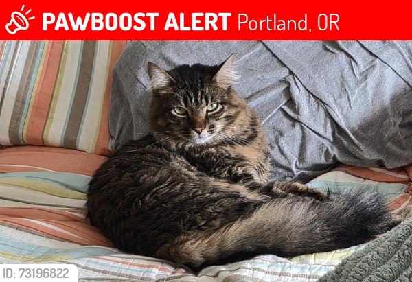 Lost Male Cat last seen Sw Maplewood and SW Ash, Portland, OR 97223