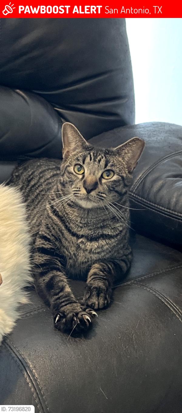 Lost Male Cat last seen Babcock and southpoint right off 410, San Antonio, TX 78229