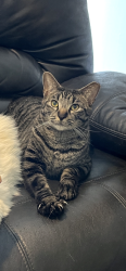 Lost Male Cat last seen Babcock and southpoint right off 410, San Antonio, TX 78229