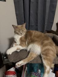 Lost Male Cat last seen Escondido views mh park - citracado&Valley Pkwy, escondido, Escondido, CA 92029