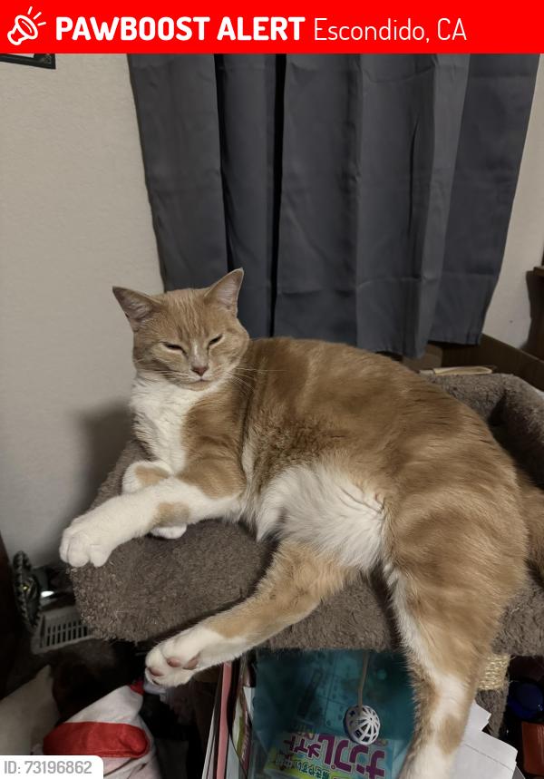 Lost Male Cat last seen Escondido views mh park - citracado&Valley Pkwy, escondido, Escondido, CA 92029