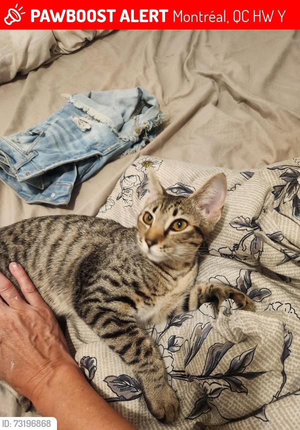 Lost Female Cat last seen Davidson entre De Rouen et Ontario, Montréal, QC H1W 2Y7