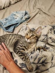 Lost Female Cat last seen Davidson entre De Rouen et Ontario, Montréal, QC H1W 2Y7