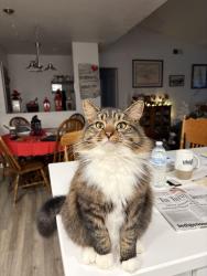Lost Male Cat last seen McCourtney, Lincoln, CA 95648