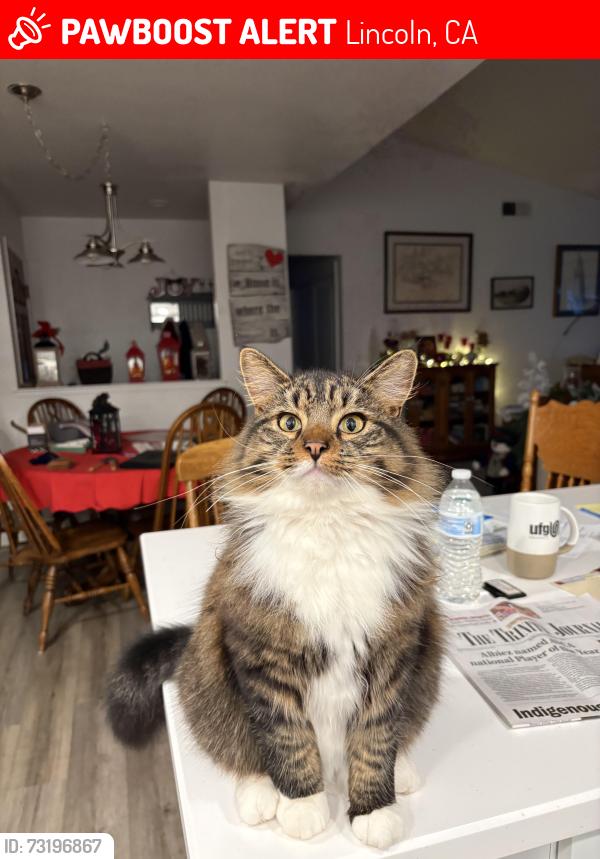 Lost Male Cat last seen McCourtney, Lincoln, CA 95648