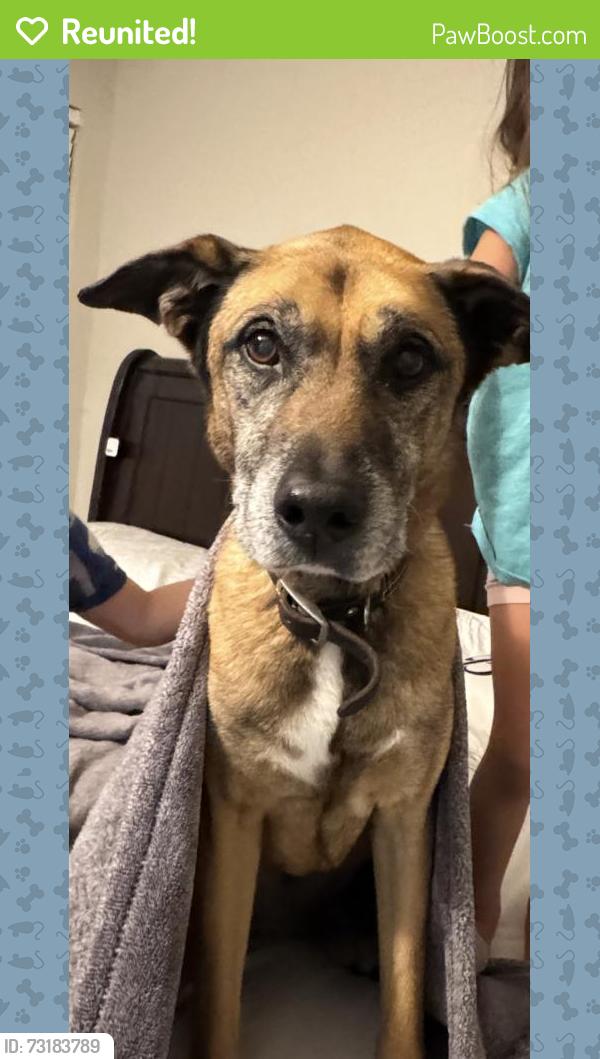Reunited Female Dog last seen Near SW 284th St, hmstd, FL 33033, USA, Homestead, FL 33033