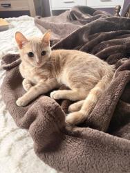 Reunited Female Cat last seen Near Summerwood Dr, Bristol, TN 37620, USA, Bristol, TN 37620