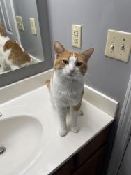 Lost Male Cat last seen Crown Pointe Manor/Drive/Crown Pointe Movie Theater, Elizabethtown, KY 42701