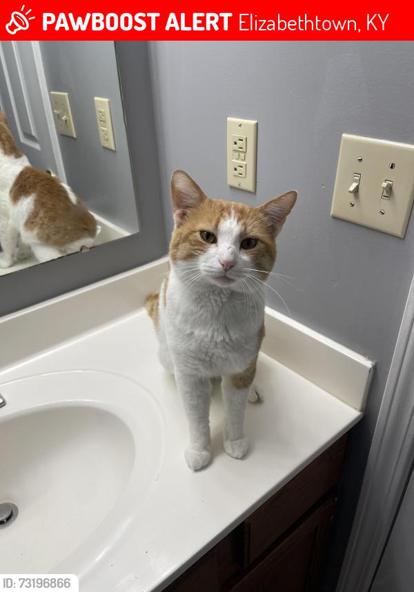 Lost Male Cat last seen Crown Pointe Manor/Drive/Crown Pointe Movie Theater, Elizabethtown, KY 42701