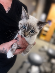 Found/Stray Female Cat last seen Near Perkins Lane, Redondo Beach, CA 90278
