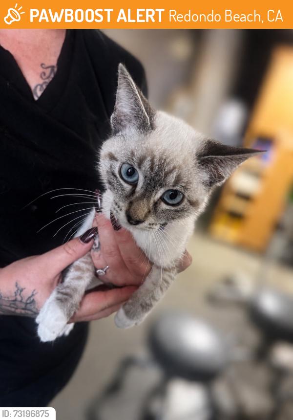 Found/Stray Female Cat last seen Near Perkins Lane, Redondo Beach, CA 90278