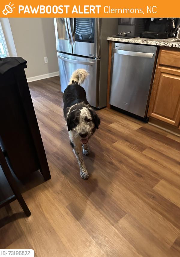 Found/Stray Female Dog last seen Clemmons nc, Clemmons, NC 27012