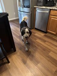 Found/Stray Female Dog last seen Clemmons nc, Clemmons, NC 27012