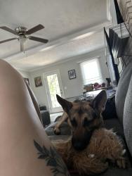 Reunited Female Dog last seen Beaver run dr cliffdale rd, Fayetteville, NC 28314