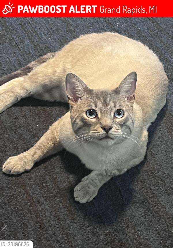 Lost Male Cat last seen Eastern and Oakdale SE, Grand Rapids, MI 49507