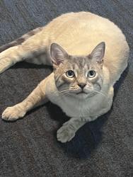 Lost Male Cat last seen Eastern and Oakdale SE, Grand Rapids, MI 49507