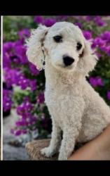 Lost Female Dog last seen Slash Circle, Midway, FL 32343