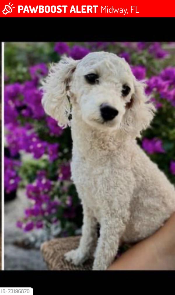Lost Female Dog last seen Slash Circle, Midway, FL 32343