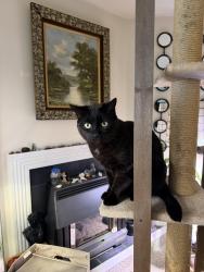 Lost Male Cat last seen Orchard view road and chestnut court, Reading, PA 19606