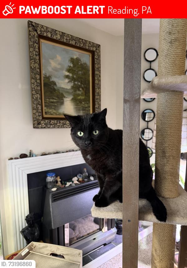 Lost Male Cat last seen Orchard view road and chestnut court, Reading, PA 19606