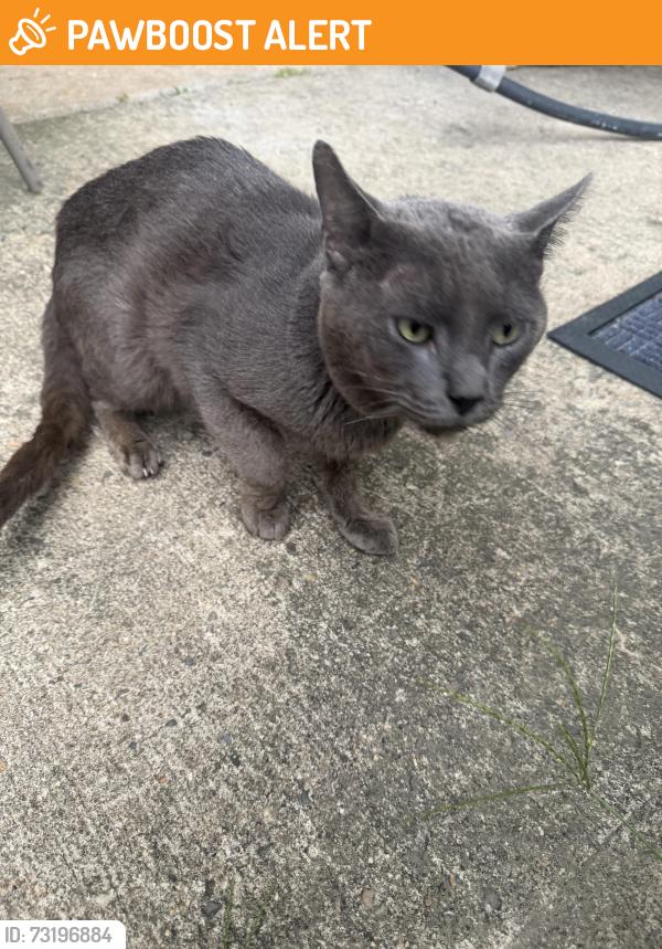 Found/Stray Male Cat last seen Henderson road, South Brunswick Township, NJ 08852