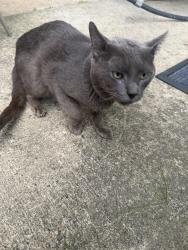 Found/Stray Male Cat last seen Henderson road, South Brunswick Township, NJ 08852
