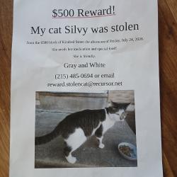 Lost Female Cat last seen Kindred St and Hellerman St, Philadelphia, PA 19149
